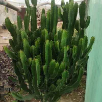 افوربیا