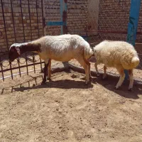 میش.گوسفند.بره