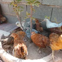 محلی اصل جوجه ۳ماه و نیمه مرغ و خروس