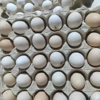 تخم مرغ محلی تازه