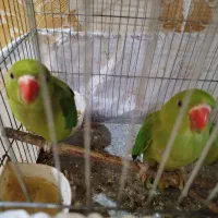 جوجه ملنگو