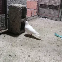 کبوتر بند کف