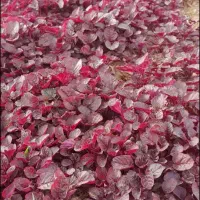 فروش گلهای فصلی تابستونه جعبه