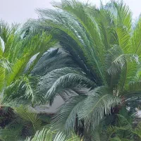 فروش دو عدد سیکاس چهارده ساله