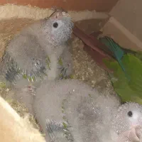 جوجه گرینچیگ