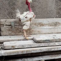 خروس چاق چله