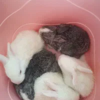بچه خرگوش یک ماهه