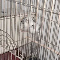 عروس هلندی