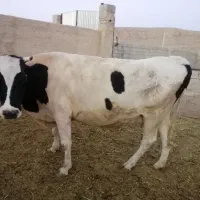 گاو گوساله تلیسه نوبر