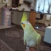 جوجه عروس هلندی سرلاکی ۴۰ روزه