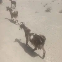 تروشک
