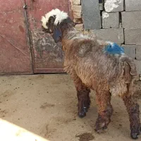 بره ماده