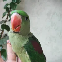 جوجه شاه طوطی