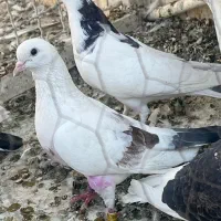حدودا ۵۰تا غریب گیری سالم