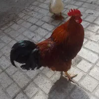 خروس