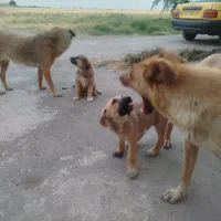 سگ نگهبان و گله