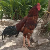 خروس