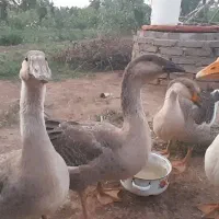 قوغاز