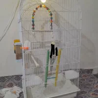 قفس پرنده