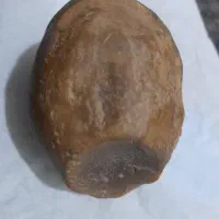 سنگ گلی تخم مرغی و توپر