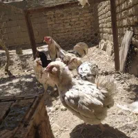 مرغ گلین