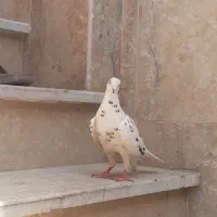 کفتر سار ماده