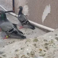 بنکی و بزک