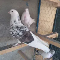 کفتر کبوتر قناری سهره
