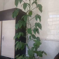 چند نوع گل طبیعی و آپارتمانی