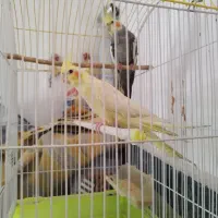 عروس هلندی