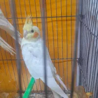 جوجه عروس چشم شرابی