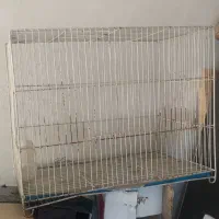 قفس عروس هلندی