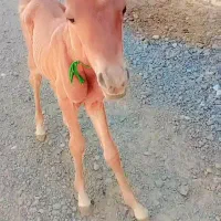 هویزه