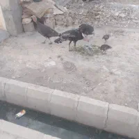 بوقلمون