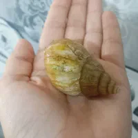 حلزون برای حلزون تراپی