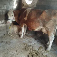 گاو گوساله سیمنتال
