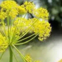 آنغوزه|خدمات باغبانی و درختکاری|مشهد, شهید معقول|دیوار