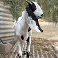 کهره|حیوانات مزرعه|بوشهر, |دیوار