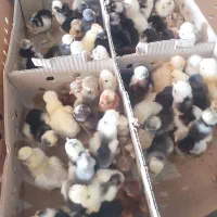 جوجه یک روزه آیسبار.اردک.لوهمن گلپایگانی.بلک استار