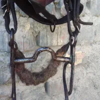 لعجوم یا دهنی اسب