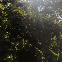 اجاره درخت