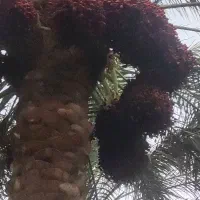 7تا درخت خرما اجاره داد می‌شود