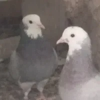 کبوتر ساعتی