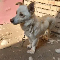 سگ پاکوتاه