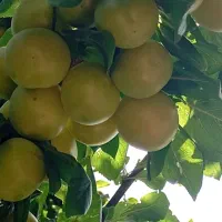 الوچه رسیده سردری ملس برای لواشک الوسیاه خوردن