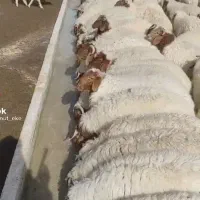 مستقیم و بی واسطه از دامداری خرید کنید