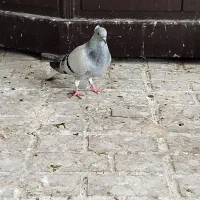 گمشده