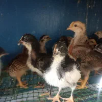 جوجه گلین اصل ۱۵روزه