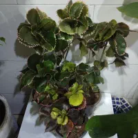 گل آرالیا ابلق آکالیفا برگ انجیر فر دیفن لیندا