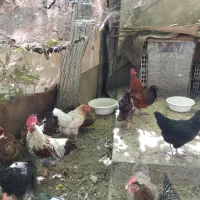 مرغ و خروس